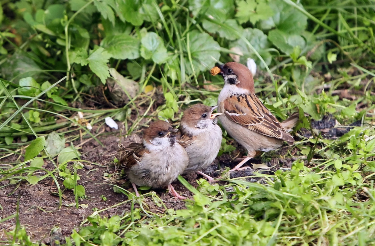 Рассказы лесника. Воробьята | Записки Филина | Дзен