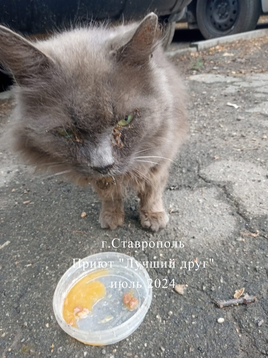 Большой кот Сеня жил на улице, людей сторонился и доверял только женщине, которая его кормила и соорудила ему будку во дворе многоэтажки.-1-2