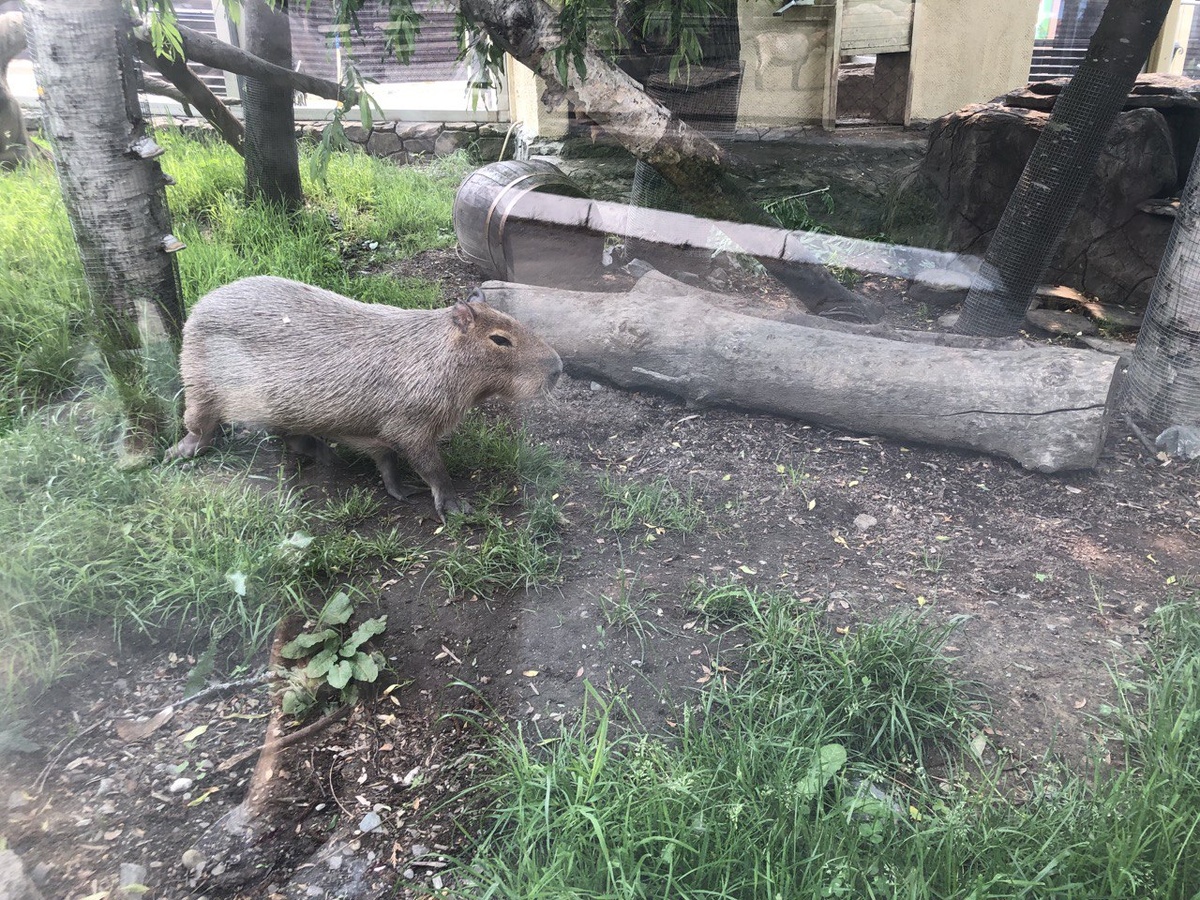 Один из «новеньких» изучает свой новый дом