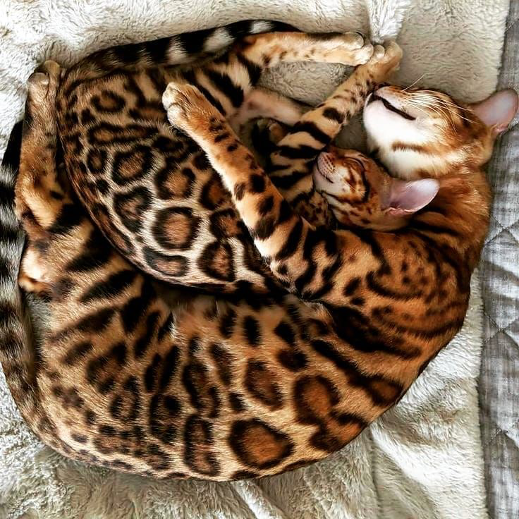 Фото взято с сайта https://koshka.top/12276-rasprostranennye-porody-koshek.html