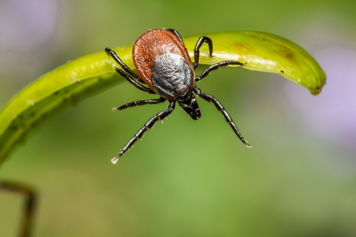 Источник изображения: <a href="https://ru.freepik.com/free-photo/brown-spider-green-leaf-close-up_9867702.htm#fromView=search&page=1&position=0&uuid=3589ce98-d64d-4ff3-aab2-6f8748120291">Изображение от erik-karits-2093459 на Freepik</a>