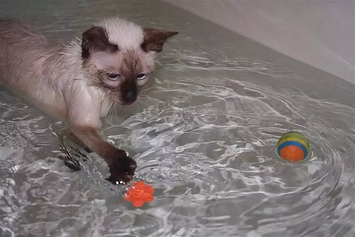 Купание кота может стать настоящим испытанием, особенно если ваш пушистый друг панически боится воды.-2