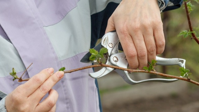 Отсюда вывод — обрезать малину следует тогда, когда сокодвижение в ней остановится. 
