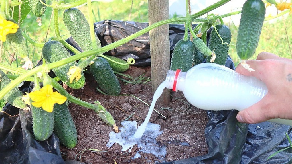 Молоко нравится всем – и людям, и животным, и растениям. Огурцы кормлю молоком регулярно, 1 раз в 14 дней. 