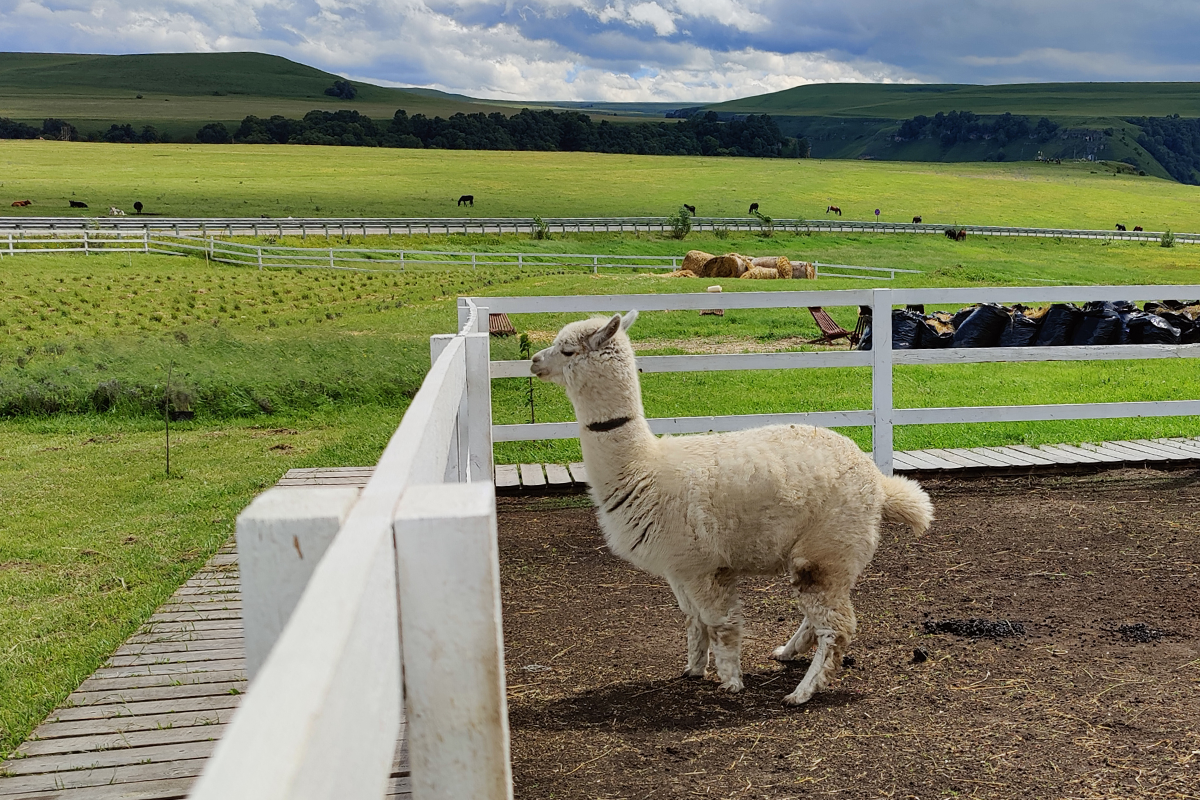Фото: Мария Карагезова/ТАСС  