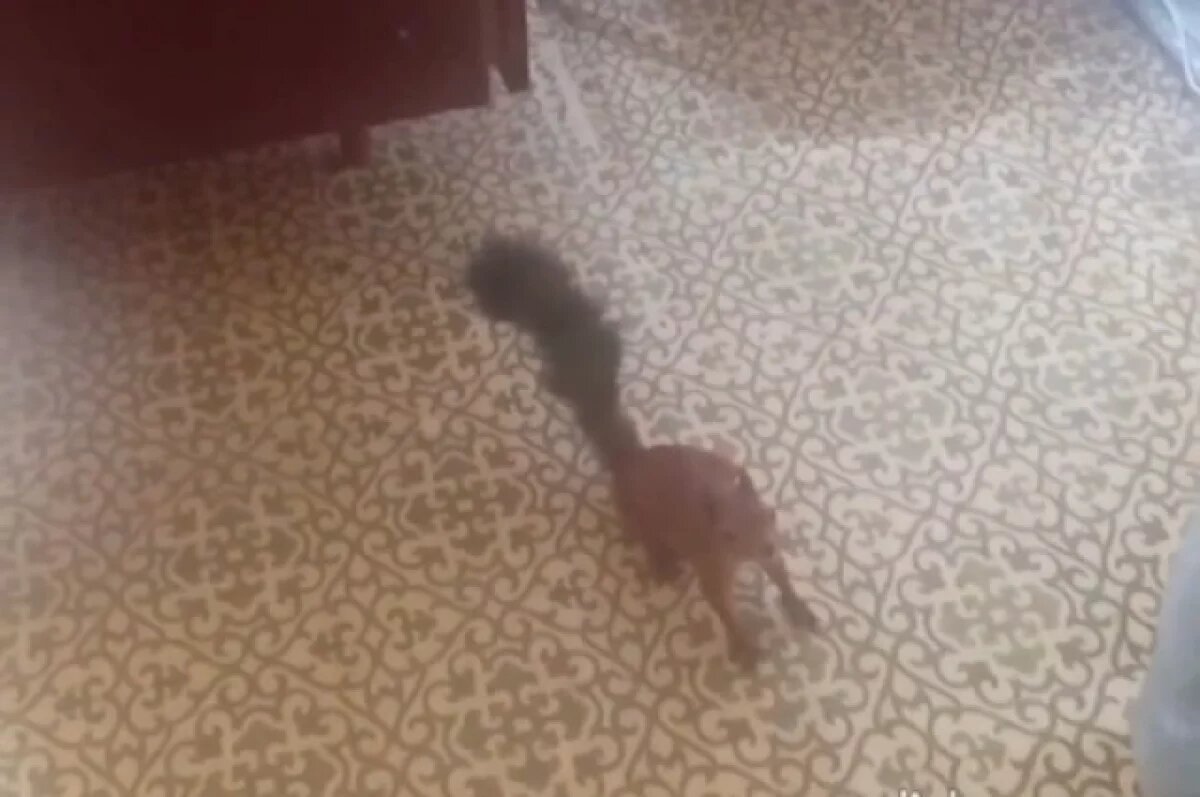    В Шемышейском лесничестве белка забралась в помещение