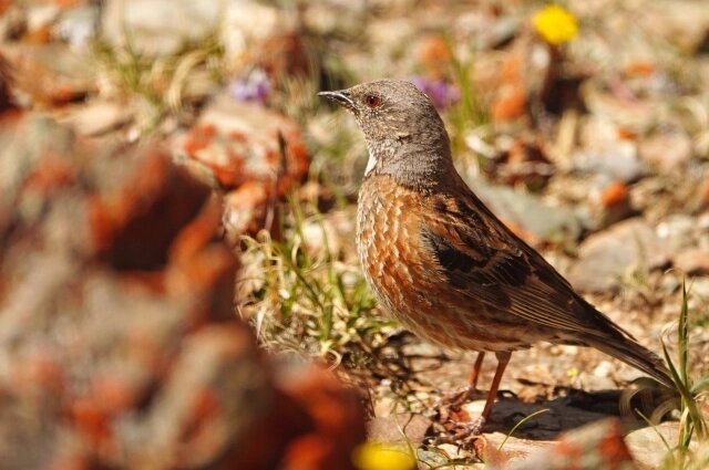    Гималайская завирушка. Фото: Национальный парк «Сайлюгемский» / Виктор Тяхт