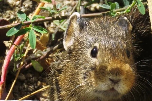    Кто свистит в горах Алтая?