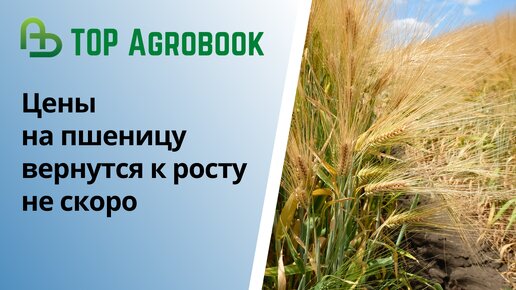 Цены на пшеницу вернутся к росту не скоро | TOP Agrobook: обзор аграрных новостей