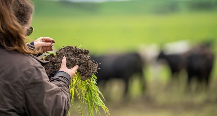    Новаторская почвенная карта Новой Зеландии поможет оценить плодородие на каждом метре