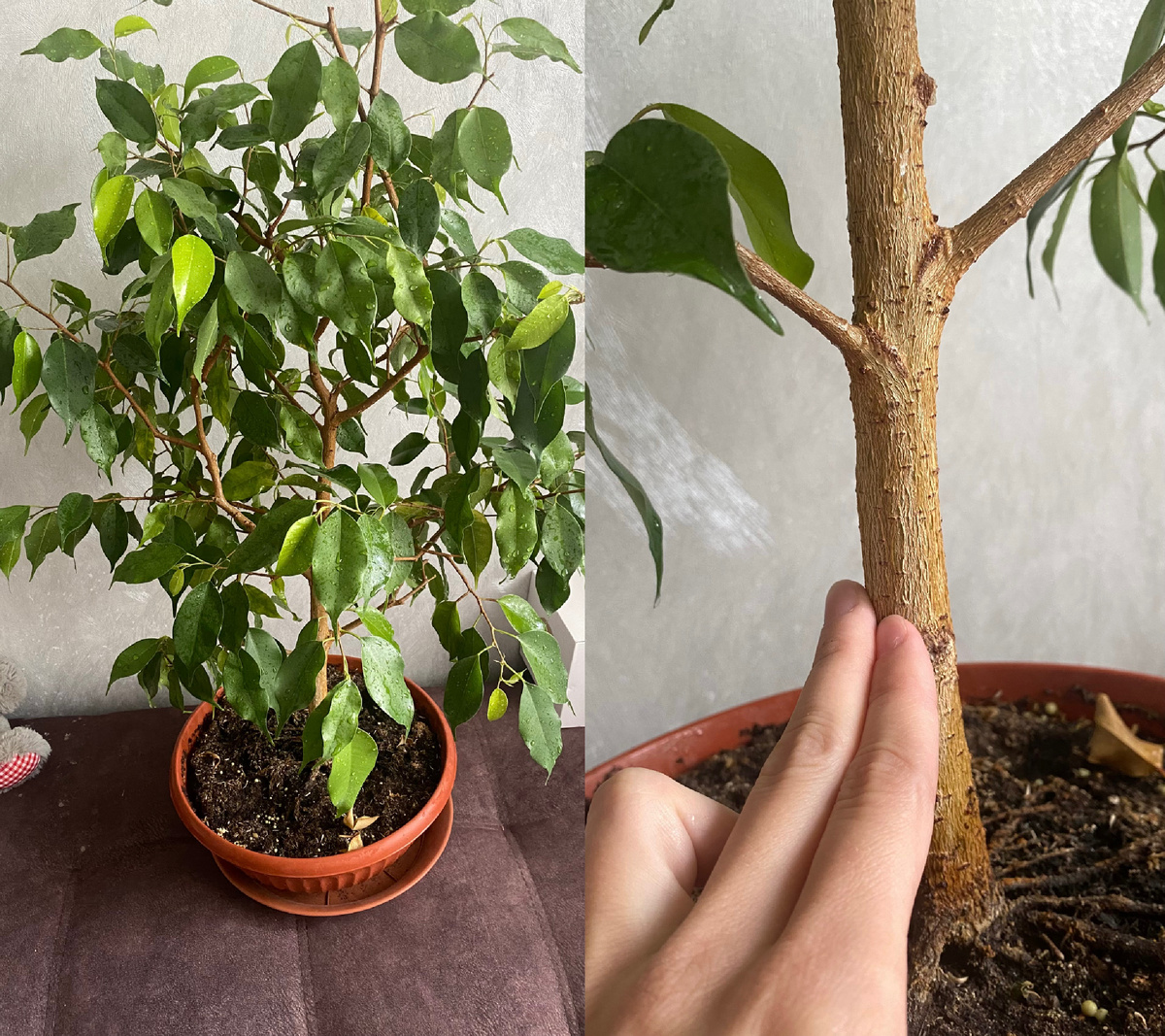 Тот самый, первый фикус. В высоту расти не даю, ибо не хочу отдавать или продавать, когда некуда будет ставить)