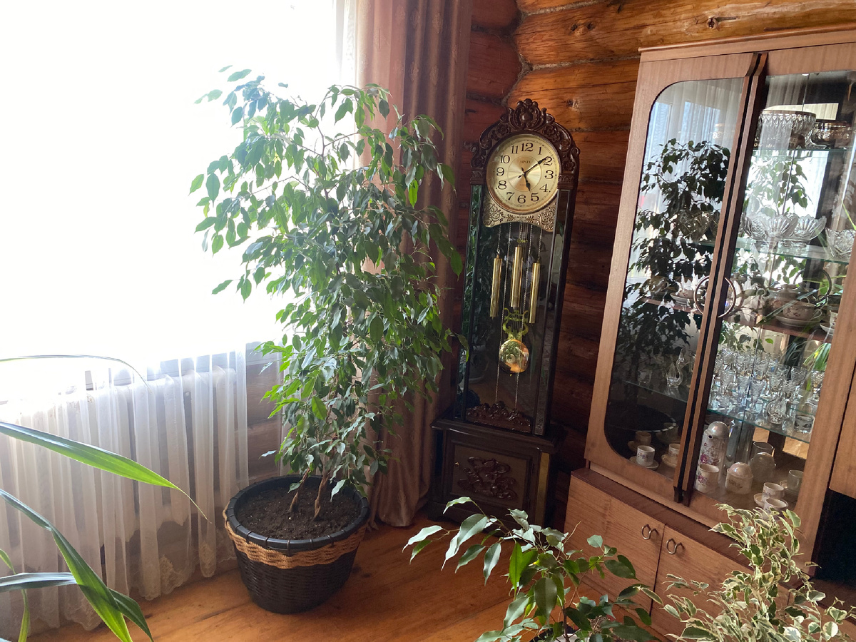 Большие в доме кажутся не такими большими. И не скажешь, что в крайнем растении уже два метра.