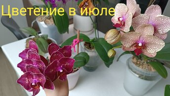Цветение орхидей в июле🌺#10.07.2024г.