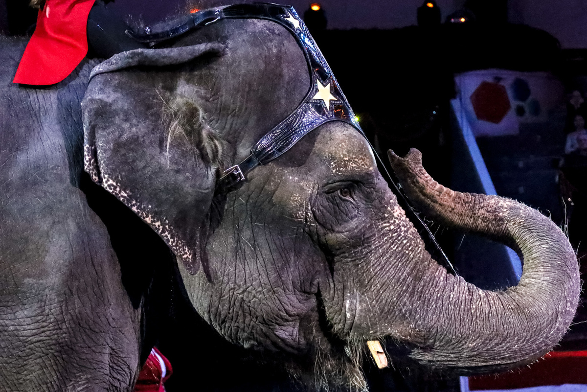 Цирк находится на каникулах, а на сайте появились вакансии для рабочего персонала.  Фото: ФедералПресс / Елена Майорова