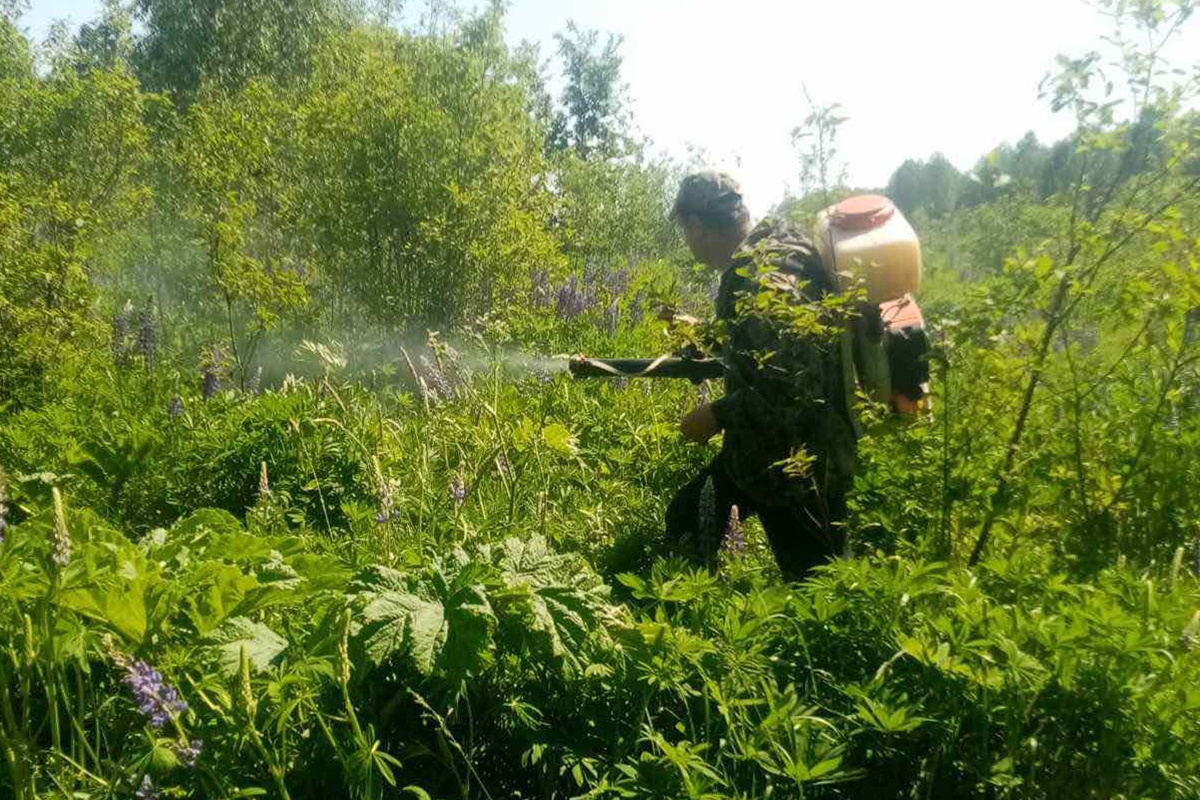    На Гомельщине оперативно отреагировали на появление новых очагов произрастания борщевика Сосновского