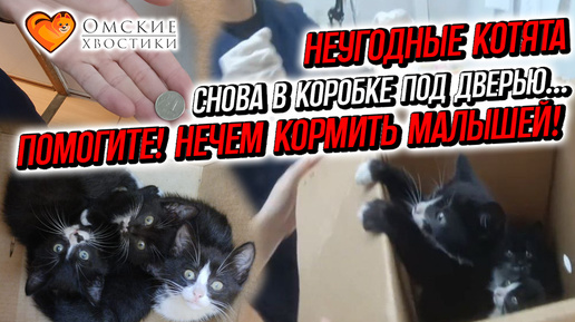 Неугодные котята снова в коробке под дверью… | ПОМОГИТЕ! НЕЧЕМ КОРМИТЬ МАЛЫШЕЙ!