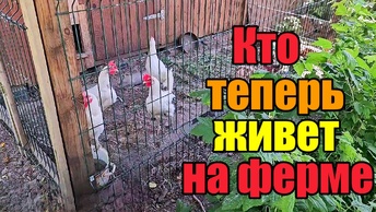 Требуется психолог》Покажу свой огород》Безделье мне нравится😊👍