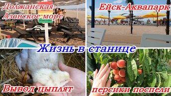 Ейск-Аквапарк, Должанская-Азовское море, Огород в середине июля, Вывод цыплят, Жизнь в станице