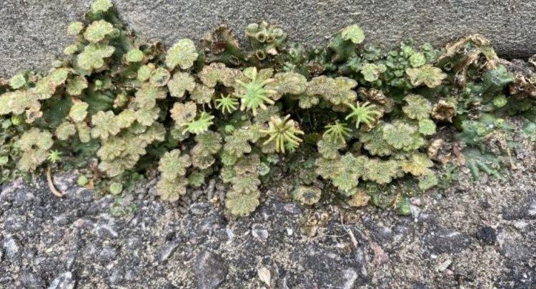    В новых ГМО сельхозкультурах может быть больше мха