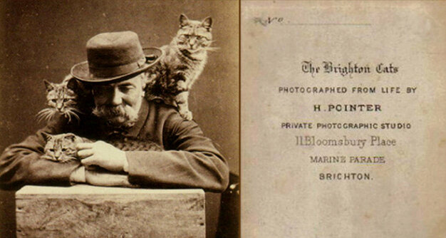 Открытка «Коты Брайтона» фотографа Гарри Пойнтера.