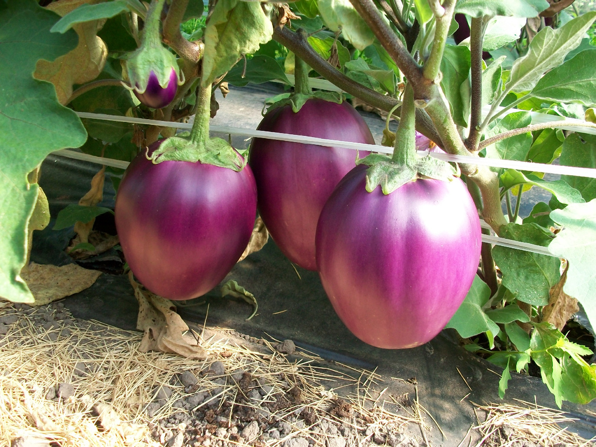 Баклажан Боровичок от агрофирмы "Гавриш"