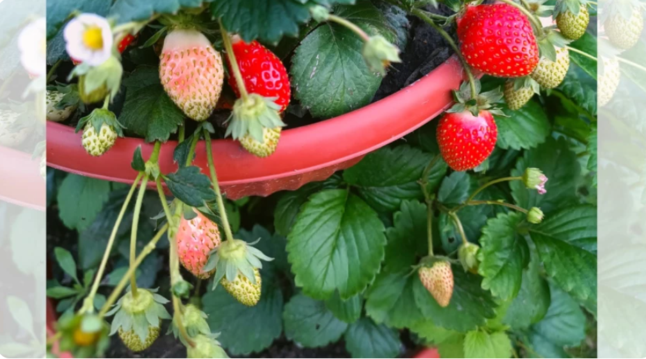 Клубника – одна из любимых ягод наших садоводов. В июне-июле она одаривает нас щедрым урожаем сочных сладких ягод. А что делать, чтобы получать такой урожай ежегодно?