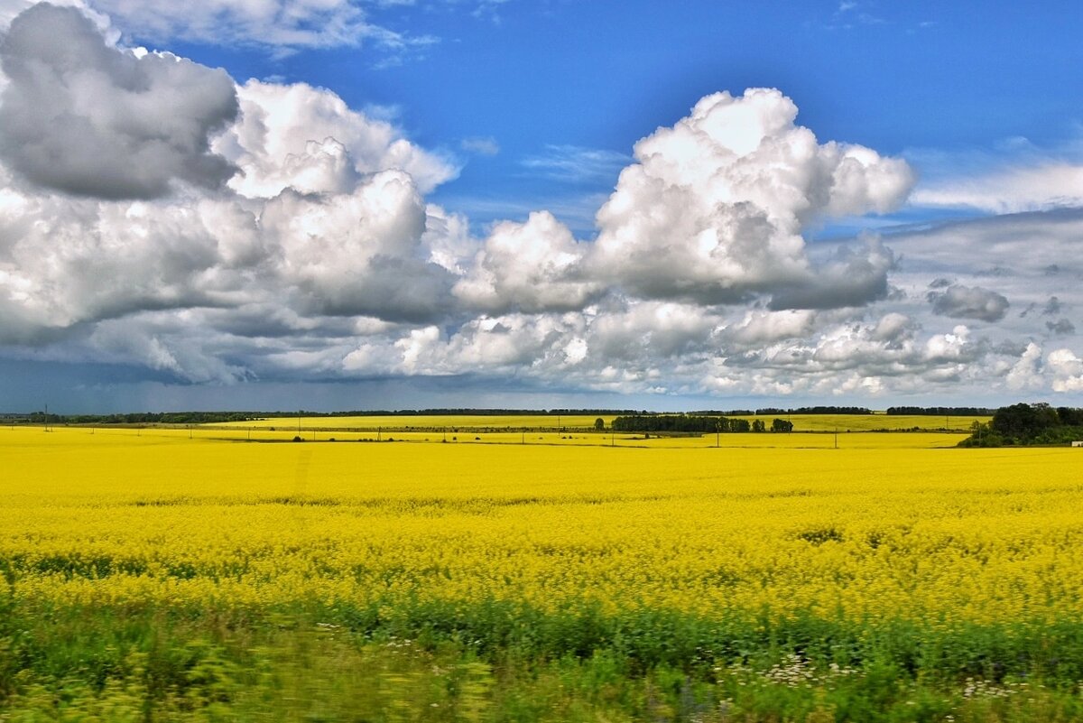 Рапсовое поле. Тульская область в июле