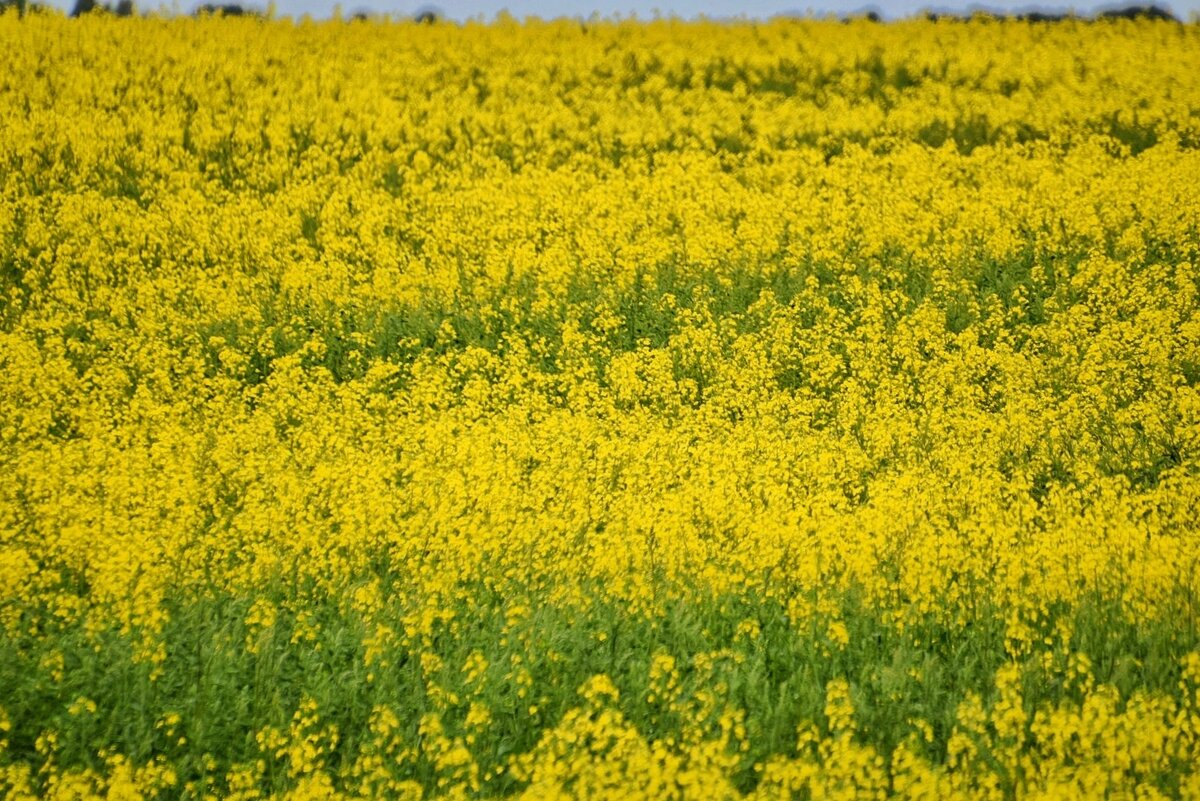 Рапсовое поле. Тульская область в июле