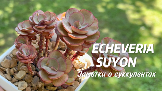 Эхеверия Suyon кустовая. Обычная и вариегатная форма