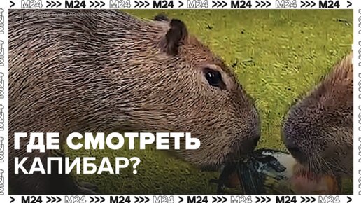 Где увидеть капибар?