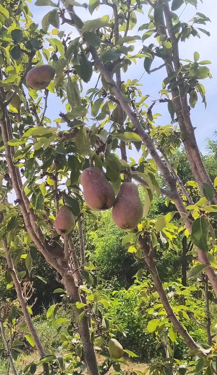 Груши.Еще зелёные.