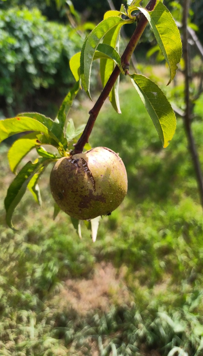 Не знаю,что за фрукт.