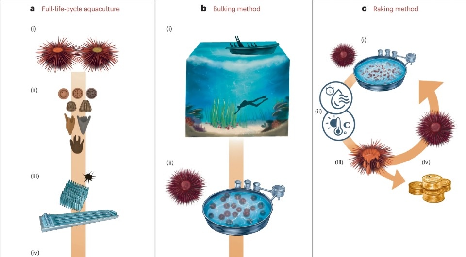   Arnold Rakaj et al. / Nature Sustainability, 2024