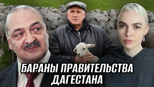 Кто и сколько ворует на сельском хозяйстве Дагестана - расследование