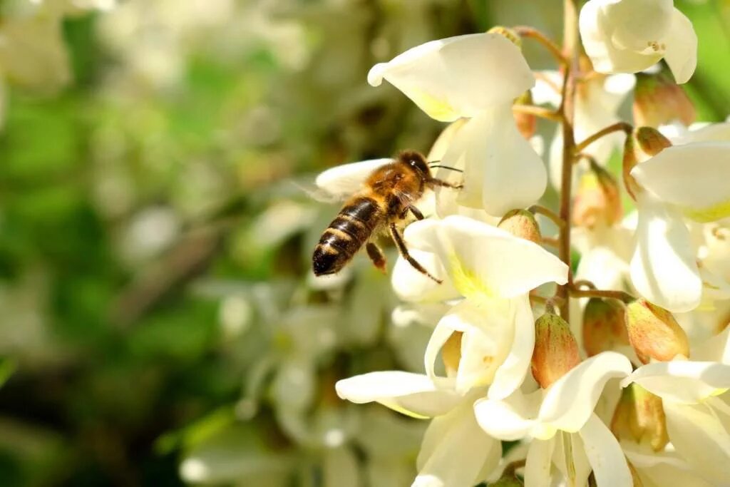  Акация имеет большое значение для пчеловодства Алтайского края