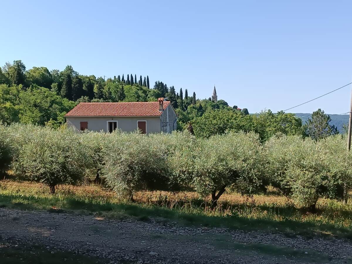 Оливковые деревья неподалеку от г. Опрталь
