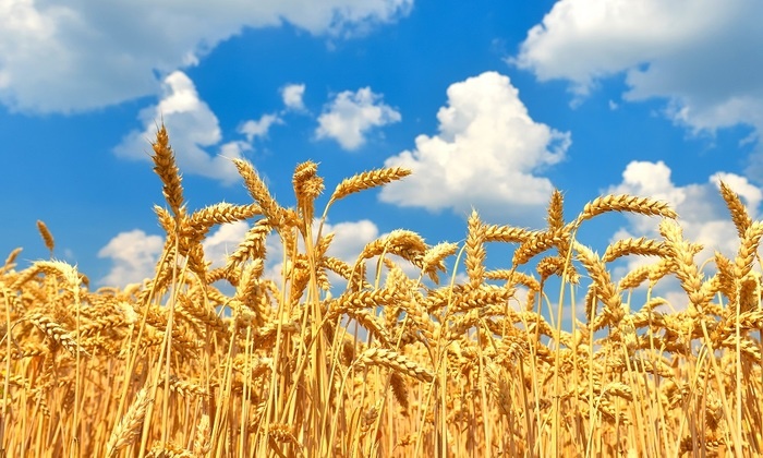    Полсотни луп помогли уничтожить 230 гектаров пшеницы