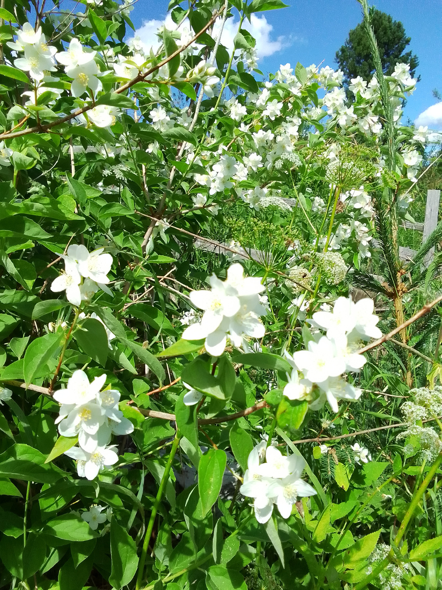 Жасмин на 2 ом участке 🌺