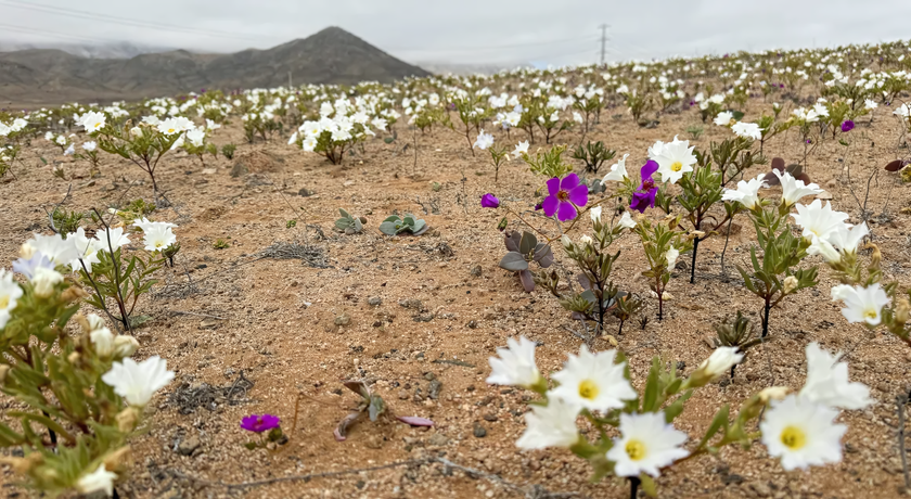 Поверхность прежде безжизненной пустыни теперь покрывают белые и фиолетовые цветы, вероятнее всего, относящиеся к виду Nolana paradoxa — невысоких однолетних почвопокровных растений, не имеющих ярко