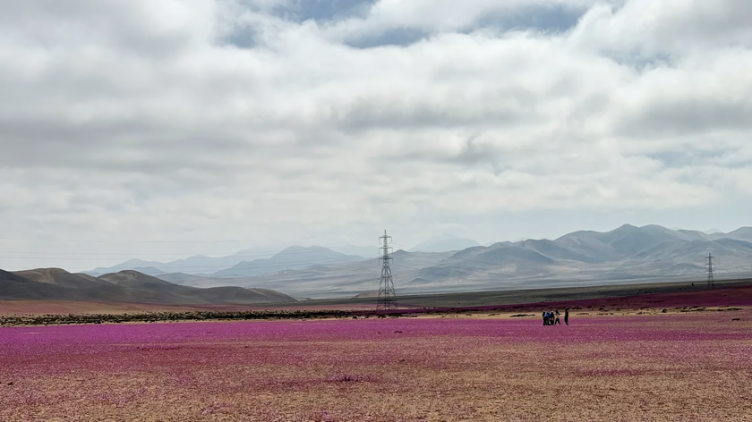 Поверхность прежде безжизненной пустыни теперь покрывают белые и фиолетовые цветы, вероятнее всего, относящиеся к виду Nolana paradoxa — невысоких однолетних почвопокровных растений, не имеющих ярко-2