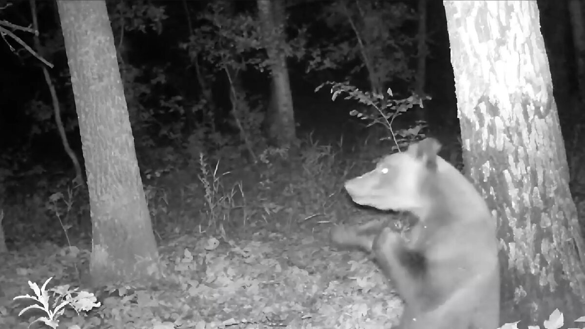     Источник: Министерство природопользования и экологии РБ