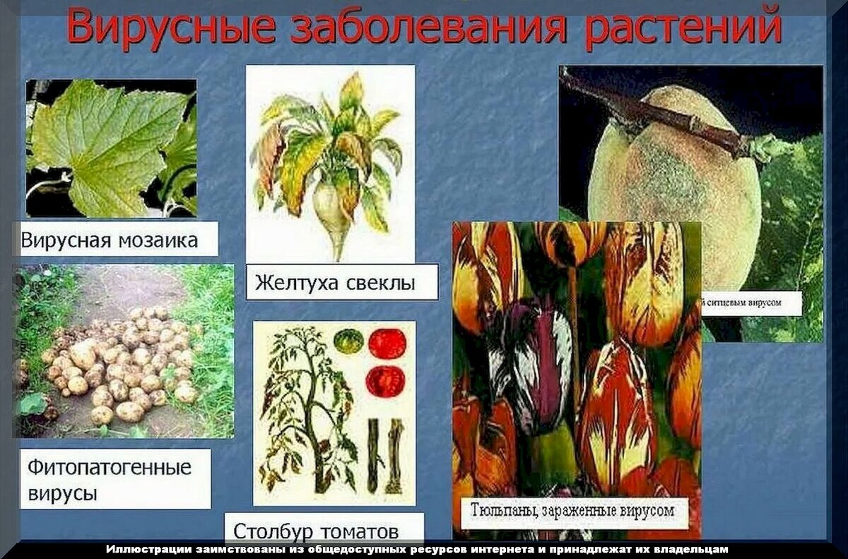 https://vk.com/photo-159774511_457266310