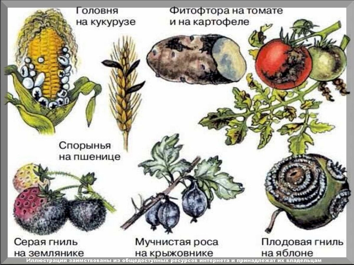 https://vk.com/photo-159774511_457266311