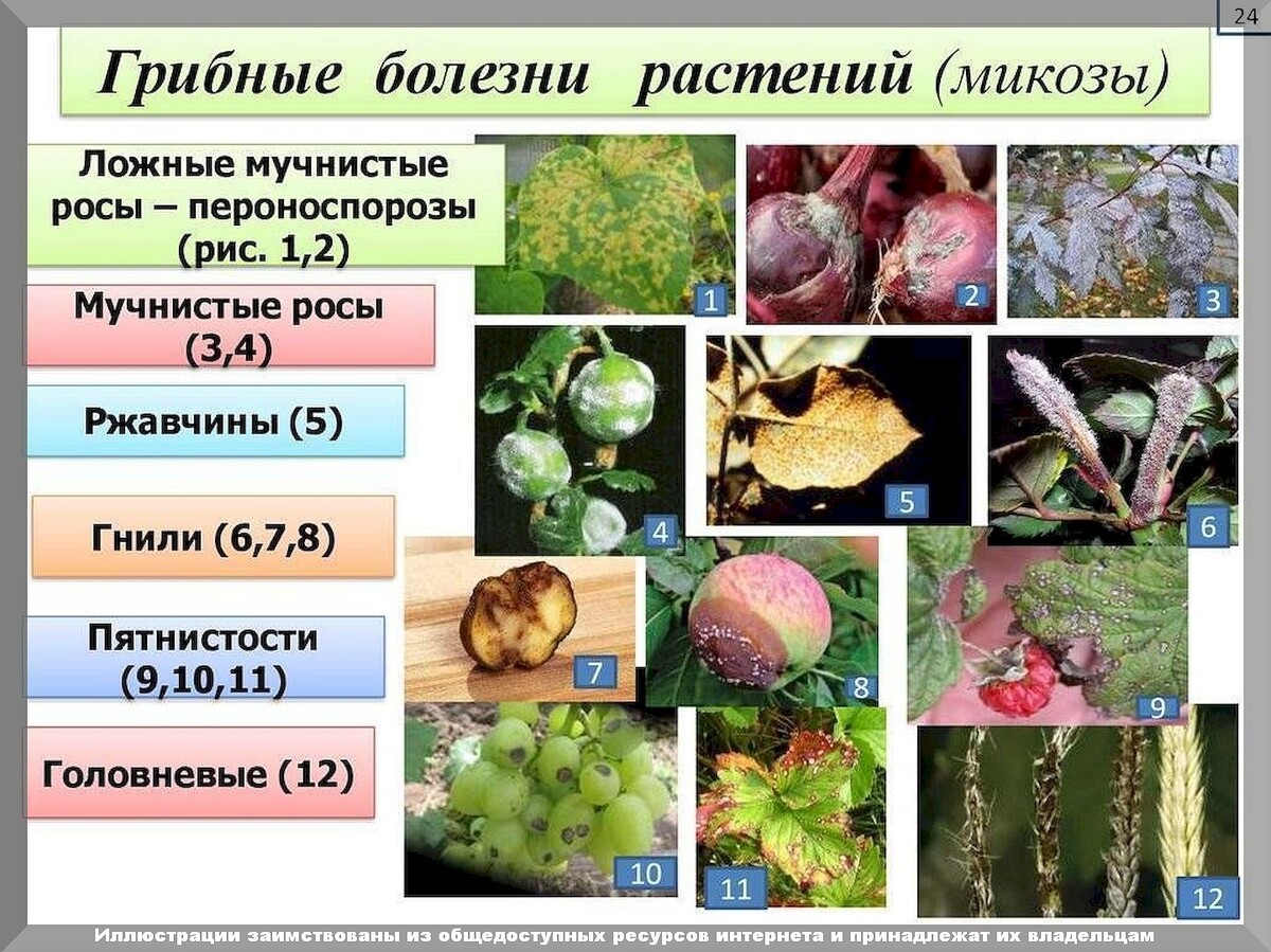 Болезни растений вызываемые грибами. Заболевания растений вызванные грибами. Заболевания вызываемые грибами. Аскомицеты заболевания. Грибы паразиты растений головня.