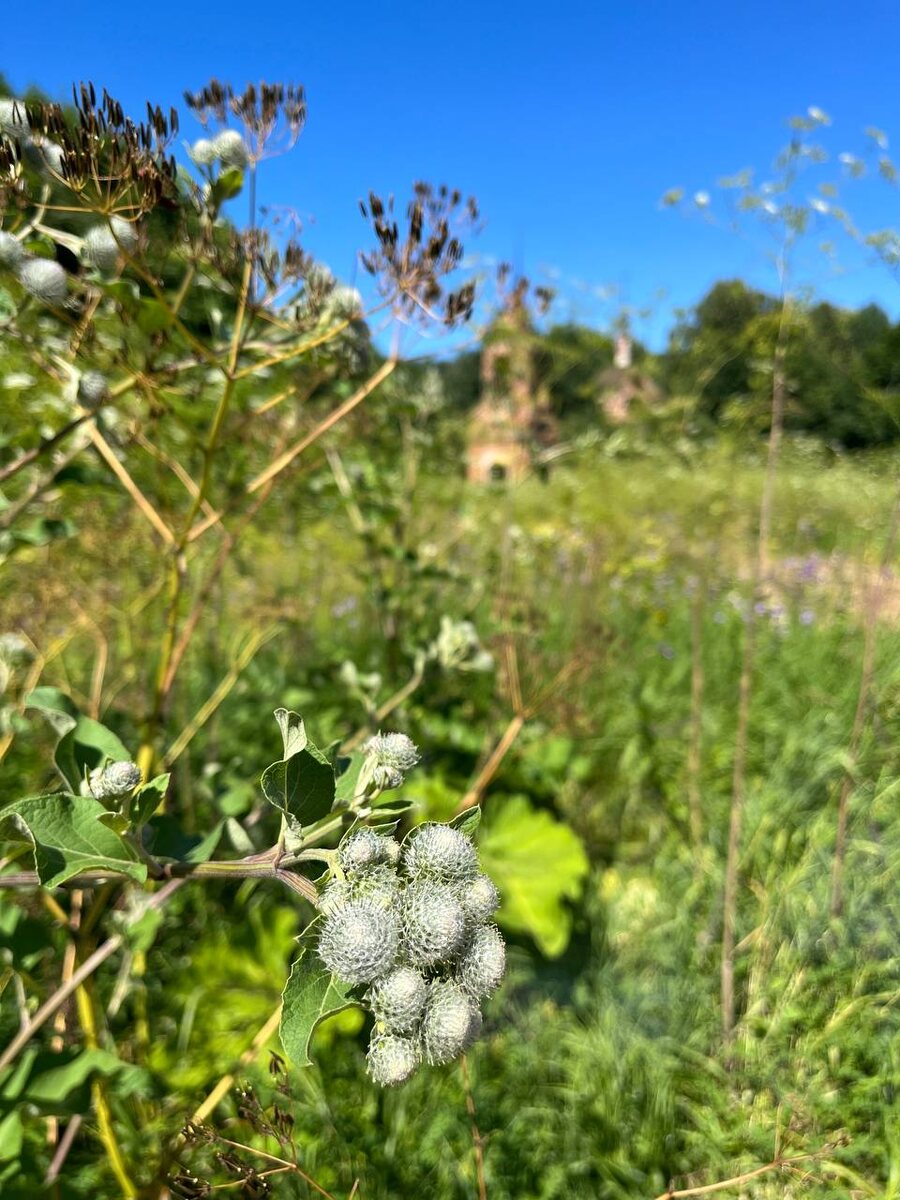 с. Руднево, Пронский район, Рязанская обл. Церковь Иерусалимской иконы Божией Матери (Богородице-Иерусалимская).