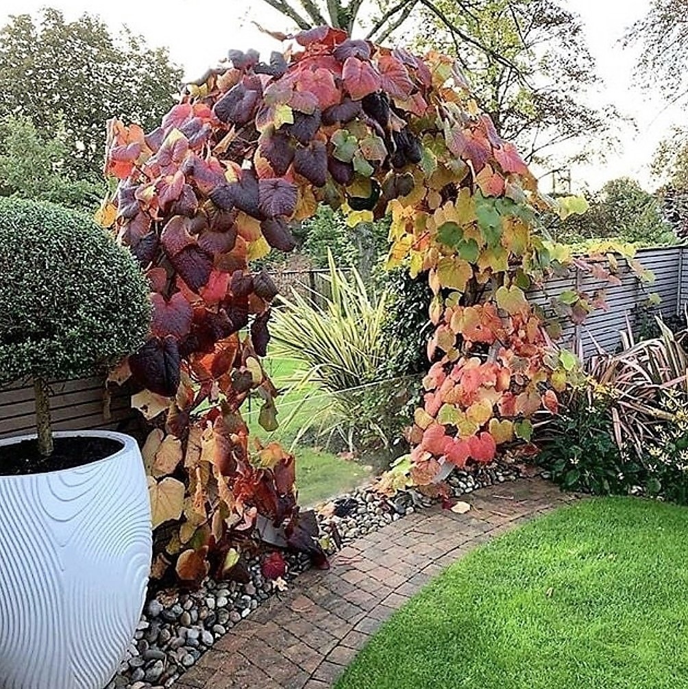 Японский виноград в интерьере сада. В нём найдете и красные, и фиолетовые, и желтые листья. Ни один другой вид не даёт такого разнообразия цветов