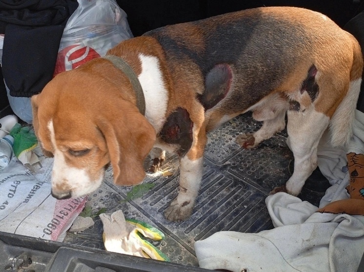     Фото: "Калуга-Потеряшки"