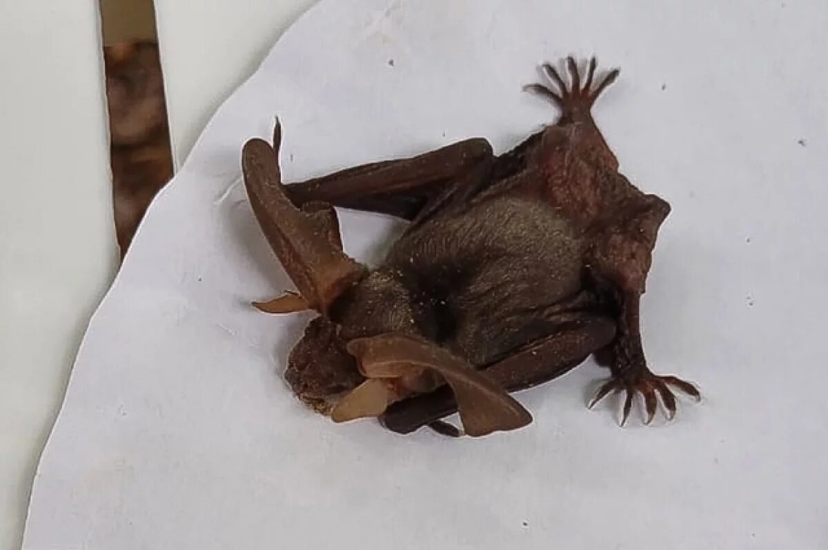    В Тверской области у дачников поселилась редкая летучая мышь