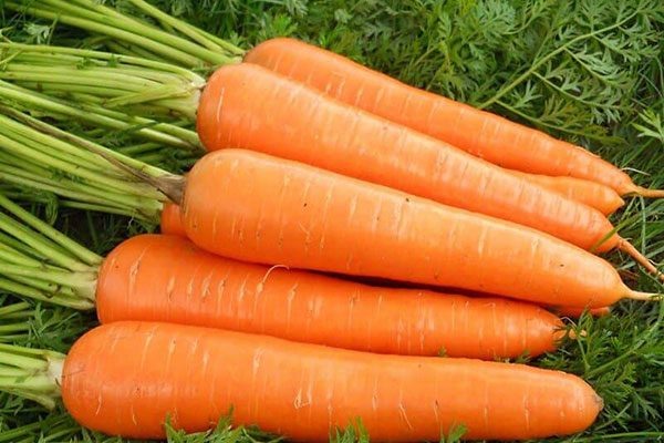 Морковь Витаминная 6 привлекает внимание не только опытных, но и начинающих огородников, поскольку выращивание не отнимает много времени и гарантирует обильные урожаи.