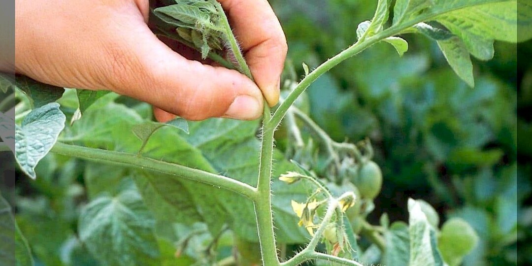 Зачем прищипывать верхушку у обильно плодоносящих томатов: когда и какие части растения нужно удалять у томатов